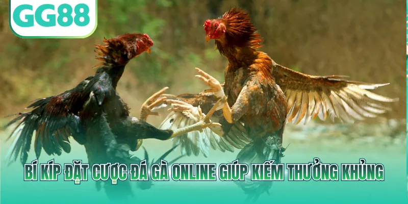 Bí kíp đặt cược đá gà online giúp kiếm thưởng khủng
