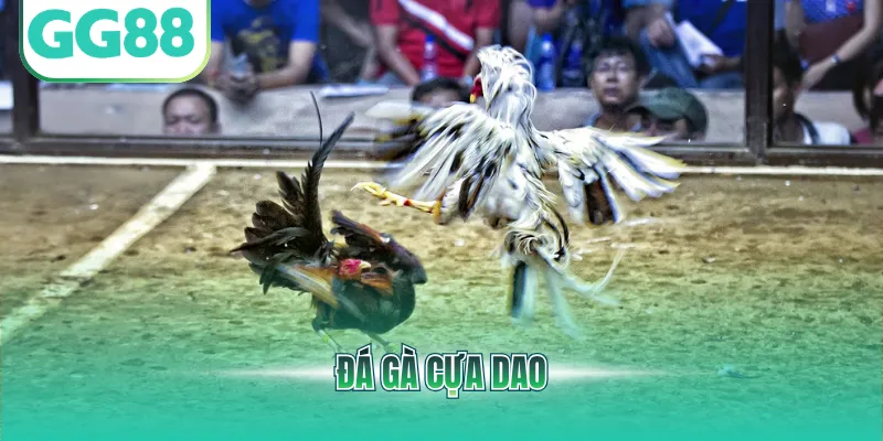 Đá gà cựa dao