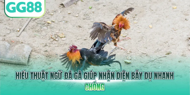 Hiểu thuật ngữ đá gà giúp nhận diện bẫy dụ nhanh chóng