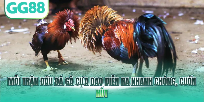 Mỗi trận đấu đá gà cựa dao diễn ra nhanh chóng, cuốn hút