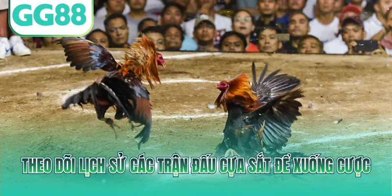 Theo dõi lịch sử các trận đấu cựa sắt để xuống cược