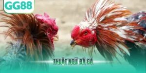 Thuật ngữ đá gà