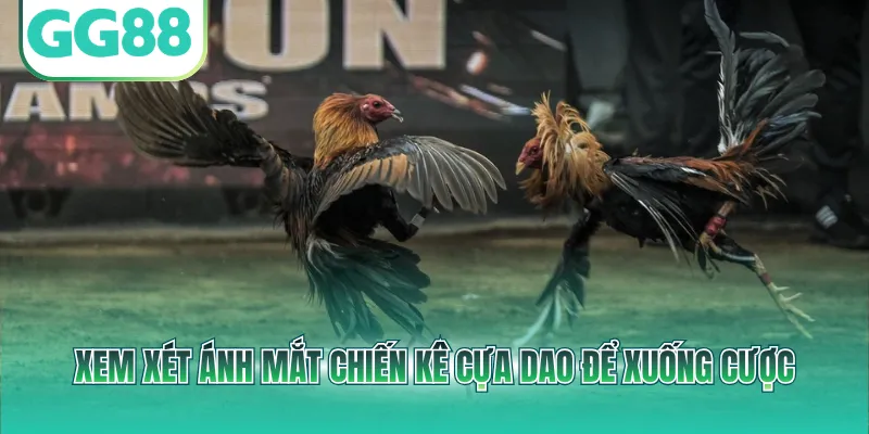 Xem xét ánh mắt chiến kê cựa dao để xuống cược